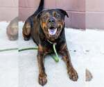 Small #1 Rottweiler Mix