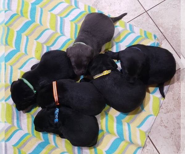 Medium Photo #195 Labrador Retriever Puppy For Sale in OLYMPIA, WA, USA