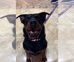 Small #3 Rottweiler Mix