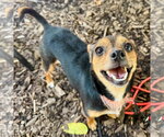 Small #1 Miniature Pinscher