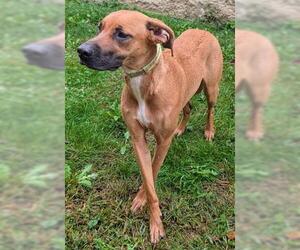 German Shepherd Dog-Unknown Mix Dogs for adoption in Akron, OH, USA