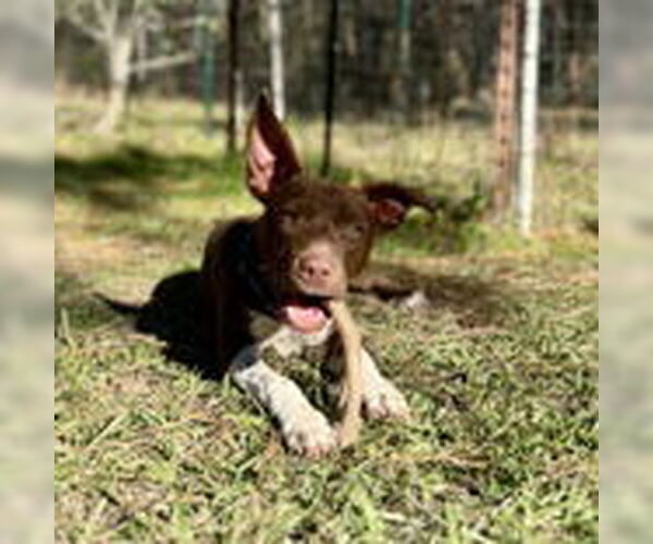 Medium Photo #2 Mutt Puppy For Sale in McCormick, SC, USA