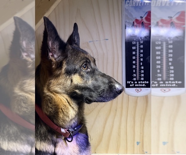 Medium Photo #1 German Shepherd Dog Puppy For Sale in WINONA, MN, USA