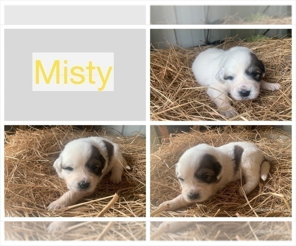 Medium Photo #5 Great Pyrenees Puppy For Sale in WESTMORELAND, TN, USA