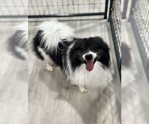 Medium Photo #1 Pomeranian Puppy For Sale in Oak Bluffs, MA, USA