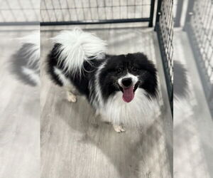 Pomeranian Dogs for adoption in Oak Bluffs, MA, USA