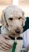 Small Photo #1 Goldendoodle Puppy For Sale in ANDOVER, KS, USA