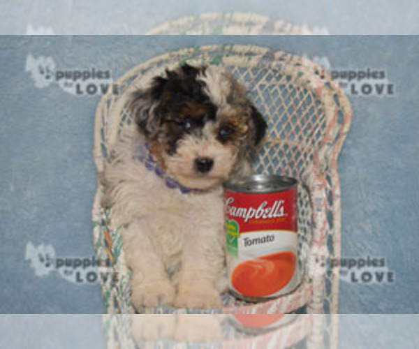 Medium Photo #9 Aussiedoodle Puppy For Sale in SANGER, TX, USA