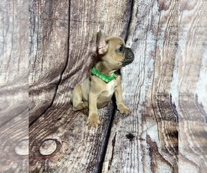 French Bulldog Puppy for sale in MIAMI, FL, USA