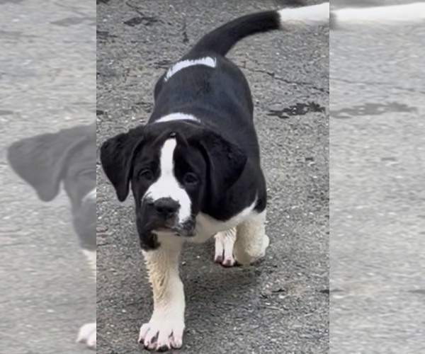Medium Photo #36 Cane Corso-Saint Bernard Mix Puppy For Sale in WORCESTER, MA, USA
