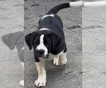 Small Photo #36 Cane Corso-Saint Bernard Mix Puppy For Sale in WORCESTER, MA, USA