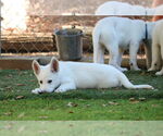 Small #1 German Shepherd Dog