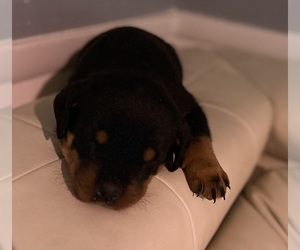 Rottweiler Puppy for sale in BIXBY, MO, USA