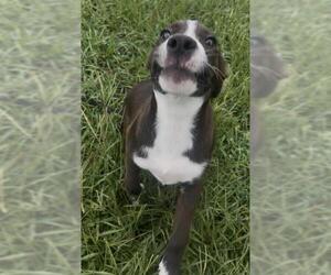 Borador Dogs for adoption in Rosenberg, TX, USA