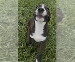 Small Borador