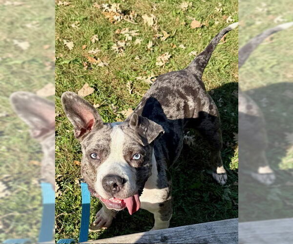 Medium Photo #2 American Pit Bull Terrier-Staffordshire Bull Terrier Mix Puppy For Sale in Princeton, MN, USA