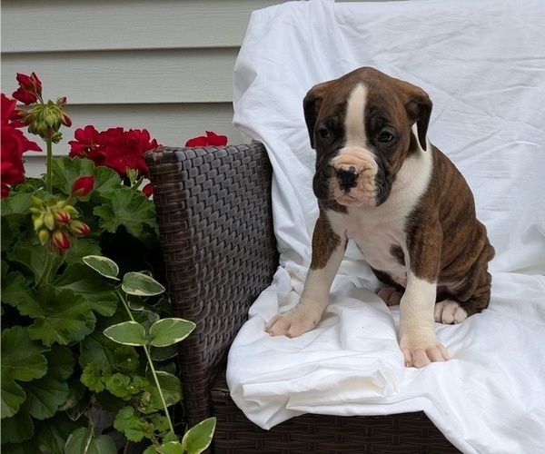 Medium Photo #6 Boxer Puppy For Sale in GOSHEN, IN, USA