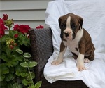 Small Photo #27 Boxer Puppy For Sale in GOSHEN, IN, USA