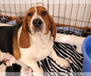 Mother of the Basset Hound puppies born on 02/12/2022