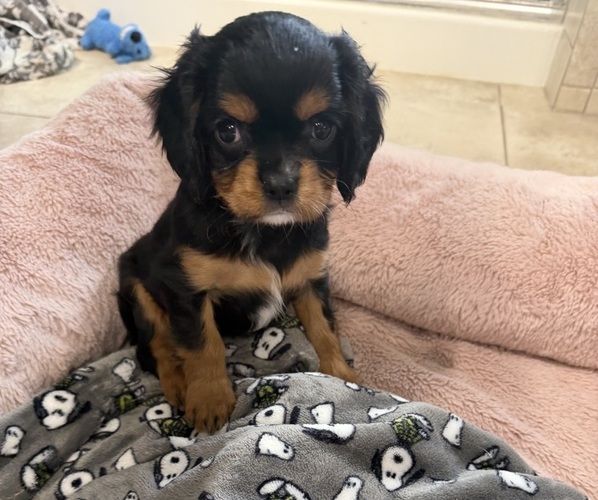 Medium Photo #20 Cavalier King Charles Spaniel Puppy For Sale in PARKER, CO, USA