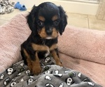Puppy 4 Cavalier King Charles Spaniel