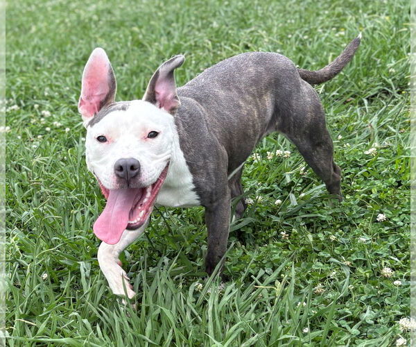 Medium Photo #1 American Pit Bull Terrier Puppy For Sale in Virginia Beach, VA, USA