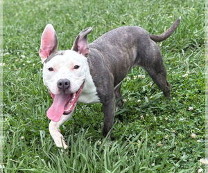American Pit Bull Terrier Dogs for adoption in Virginia Beach, VA, USA