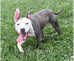 Small American Pit Bull Terrier
