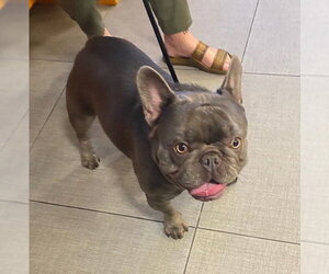 French Bulldog Dogs for adoption in Rancho Cucamonga, CA, USA