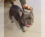 Small French Bulldog