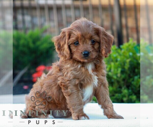 Medium Photo #3 Cavapoo (Miniature) Puppy For Sale in LITITZ, PA, USA