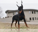 Small Photo #10 Doberman Pinscher Puppy For Sale in WARSAW, IN, USA