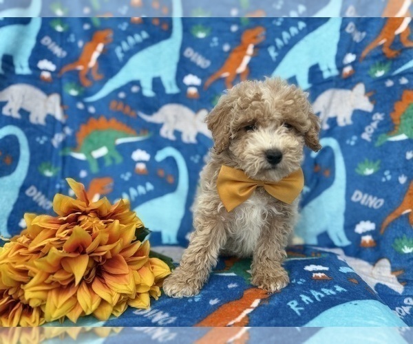 Medium Photo #7 Cock-A-Poo Puppy For Sale in LAKELAND, FL, USA