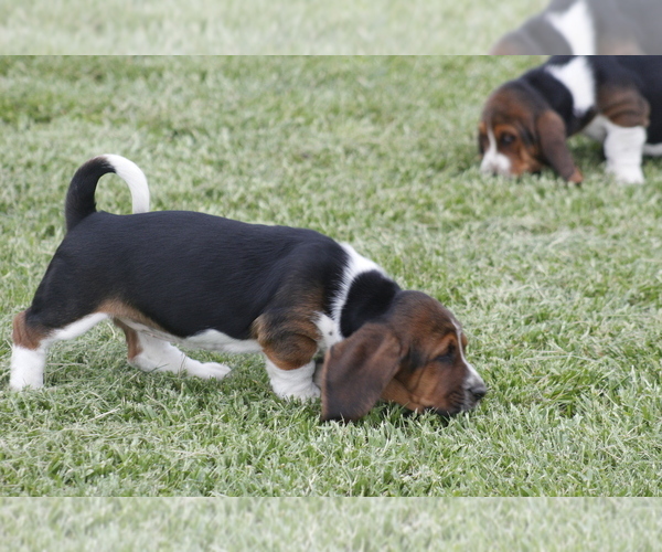 Medium Photo #9 Basset Hound Puppy For Sale in MEMPHIS, MO, USA