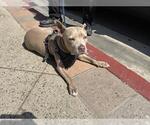Small American Pit Bull Terrier