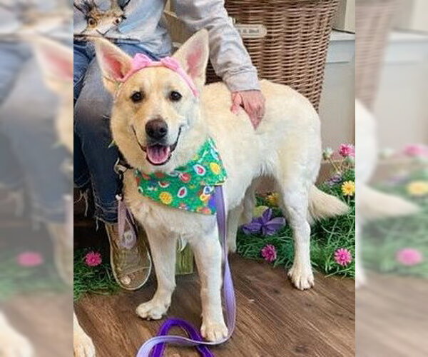 Medium Photo #4 - Mix Puppy For Sale in Hoffman Estates, IL, USA