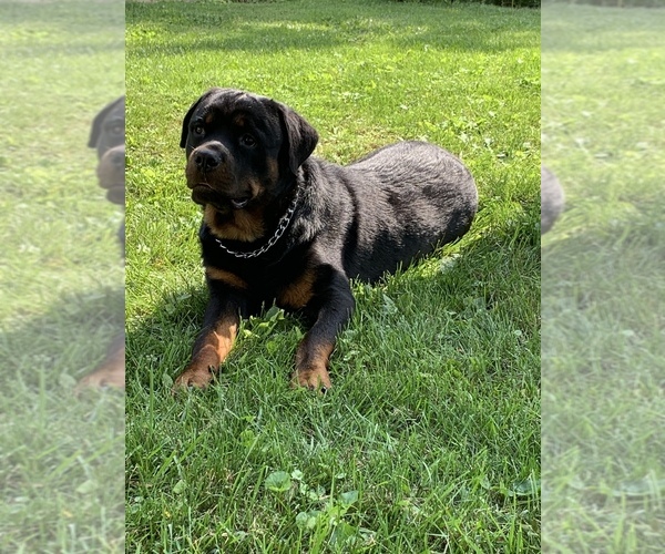 Medium Photo #1 Rottweiler Puppy For Sale in DAYTON, OH, USA