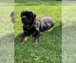 Small Photo #1 Rottweiler Puppy For Sale in DAYTON, OH, USA