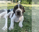 Puppy Desperado Pointer
