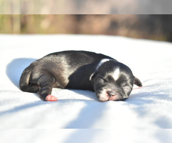 Medium Photo #2 Shih Tzu Puppy For Sale in PALM COAST, FL, USA