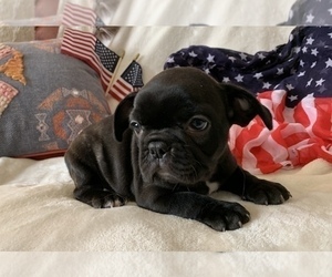 French Bulldog Puppy for sale in JOHNS ISLAND, SC, USA
