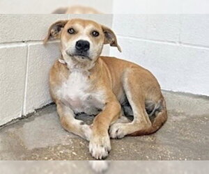Rhodesian Ridgeback Dogs for adoption in Houston, TX, USA