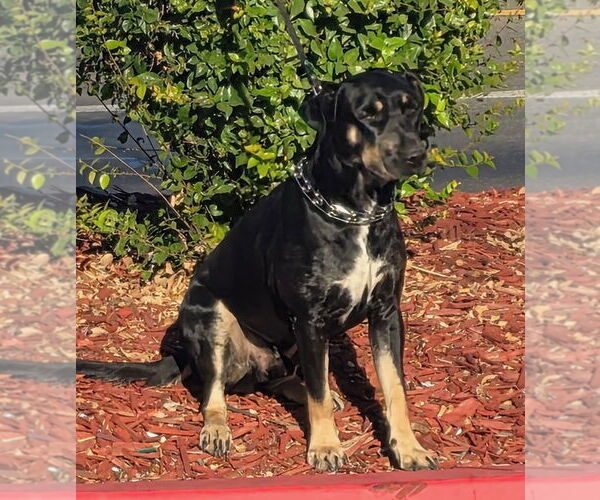 Medium Photo #10 Doberman Pinscher-Staffordshire Bull Terrier Mix Puppy For Sale in Woodland Hills, CA, USA