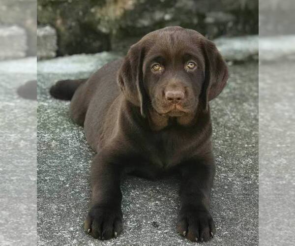Medium Photo #3 Labrador Retriever Puppy For Sale in MORGANTOWN, PA, USA