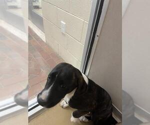 American Pit Bull Terrier Dogs for adoption in Pasadena, TX, USA