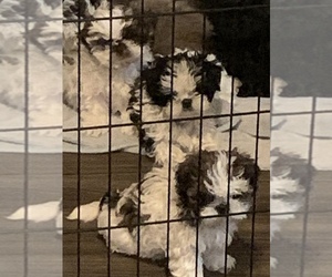Shih Tzu Puppy for sale in SACRAMENTO, CA, USA