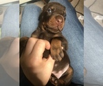 Small Photo #12 Doberman Pinscher Puppy For Sale in MACUNGIE, PA, USA