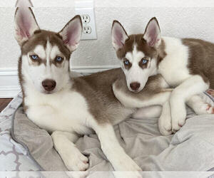 Siberian Husky Puppy for sale in WEST PALM BEACH, FL, USA