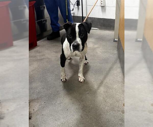 Medium Photo #1 Mutt Puppy For Sale in Forestville, MD, USA