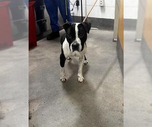Mutt Dogs for adoption in Forestville, MD, USA